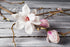 Magnolia flower on branch