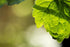 Patchouli leaf
