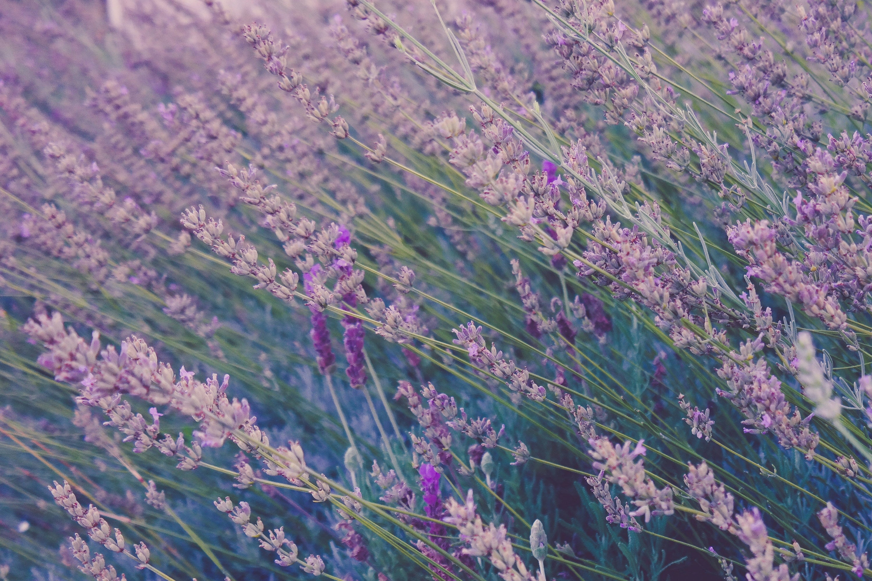 What Scents Go Well with Lavender?