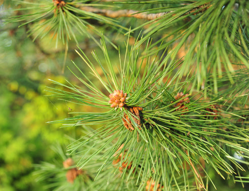 Pine Needles Scented Candle