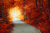 Autumn leaves over a walking path