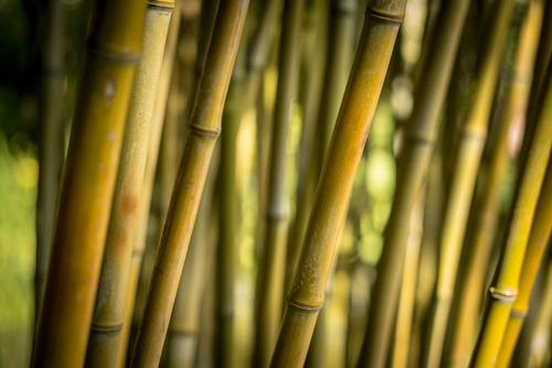 Bamboo - Soy Tarts