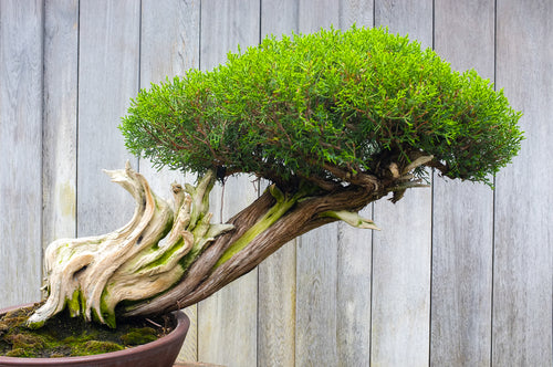 aroma tree bonsai Bonsai
