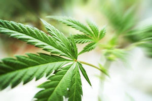 Cannabis - Soy Tarts