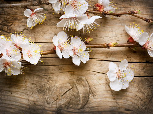 Cherry Blossom Scented Candle