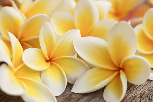 Hawaiian Lei flowers