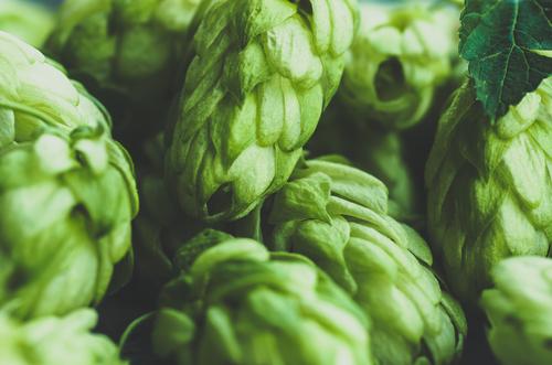 Hops - Soy Tarts