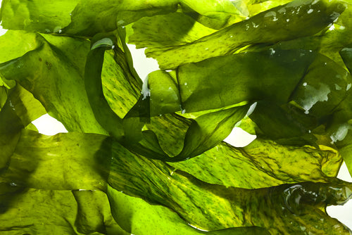Ocean kelp leaves