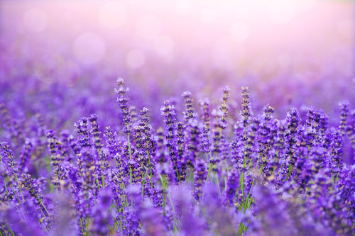 Lavender Fields - Candle