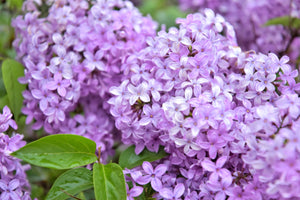 Lilac - Candle
