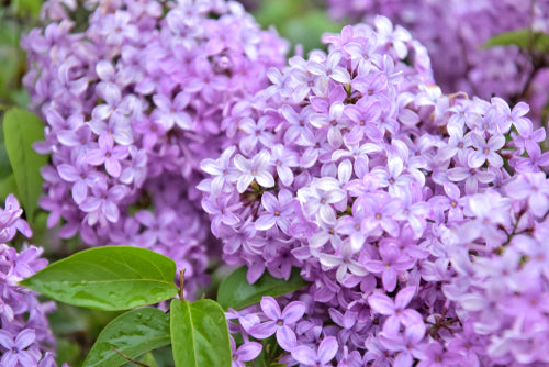Lilac - Soy Tarts