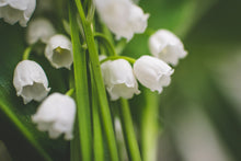 Lily of the Valley - Candle