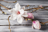 Magnolia flower on branch