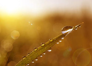 Morning Dew - Reed Diffuser
