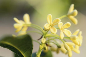 Olive tree