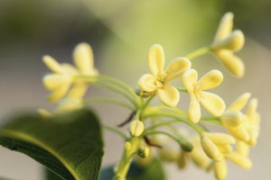 Olive Blossom - Soy Tarts