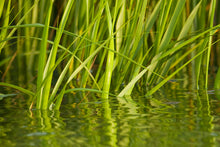 Sweet grass in water