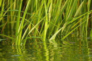 Sweet Grass  - Candle