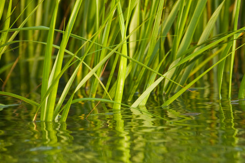 Sweet grass in water