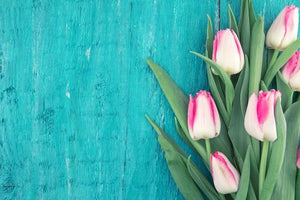 Tulip - Soy Tarts