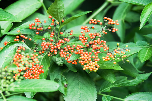 Wild Currant - Candle